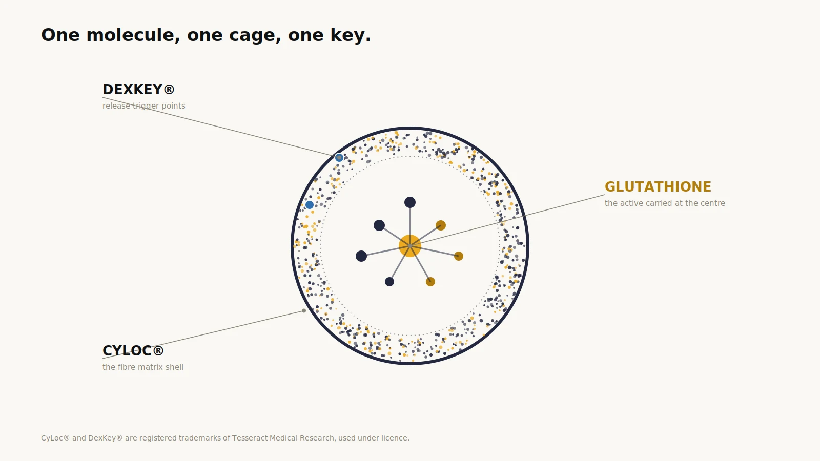 Diagram of a capsule cross-section showing glutathione held at the centre inside a CyLoc fibre matrix shell, with DexKey release trigger points on the outer surface.